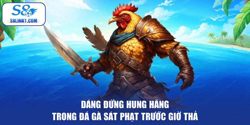 Dáng đứng hung hăng trong đá gà sát phạt trước giờ thả